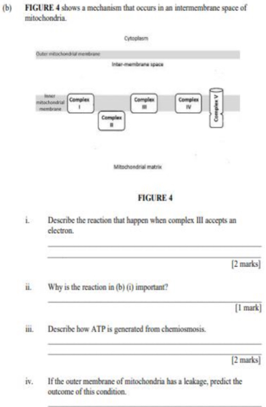 FIGURE 4 shows a mechanism that occurs in an intermembrane space of 
mitochondria. 
Cytoplasm 
Outer mitochondrial membrane 
Inter-membrane spèce 
Inner 
mitochondrial Complex Complex Complex 
membrane 1 
. IV 
Complex 
n 
Mitochondrial matrix 
FIGURE 4 
i Describe the reaction that happen when complex III accepts an 
electron. 
_ 
_ 
[2 marks] 
ii. Why is the reaction in (b) (i) important? 
_ 
[1 mark] 
iii. Describe how ATP is generated from chemiosmosis. 
_ 
_ 
[2 marks] 
iv. If the outer membrane of mitochondria has a leakage, predict the 
outcome of this condition.