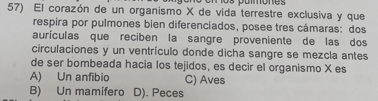 em os pammones
57) El corazón de un organismo X de vida terrestre exclusiva y que
respira por pulmones bien diferenciados, posee tres cámaras: dos
aurículas que reciben la sangre proveniente de las dos
circulaciones y un ventrículo donde dicha sangre se mezcla antes
de ser bombeada hacia los tejidos, es decir el organismo X es
A) Un anfibio C) Aves
B) Un mamífero D). Peces