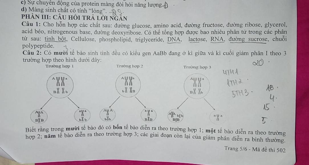 c) Sự chuyên động của protein màng đòi hỏi năng lượng
d) Màng sinh chất có tính “lỏng”.
pHÀN III: CÂU HỏI TRẢ LờI ngản
Câu 1: Cho hỗn hợp các chất sau: đường glucose, amino acid, đường fructose, đường ribose, glycerol,
acid béo, nitrogenous base, đường deoxyribose. Có thể tổng hợp được bao nhiêu phân tử trong các phân
từ sau: tinh bột, Cellulose, phospholipid, triglyceride, DNA, lactose, RNA, đường sucrose, chuỗi
polypeptide.
Câu 2: Có mười tế bào sinh tinh đều có kiều gen AaBb đang ở kì giữa và kì cuối giảm phân I theo 3
trường hợp theo hình dưới dây:
Trường hợp 1 Trường hợp 2 Trường hợp 3
^XX^
BX Xb BX X
Biết rằng trong mười tế bào đó có bốn tế bào diễn ra theo trường hợp 1; một tế bào diễn ra theo trường
hợp 2; năm tế bào diễn ra theo trường hợp 3; các giai đoạn còn lại của giảm phân diễn ra bình thường.
Trang 5/6 - Mã đề thi 502