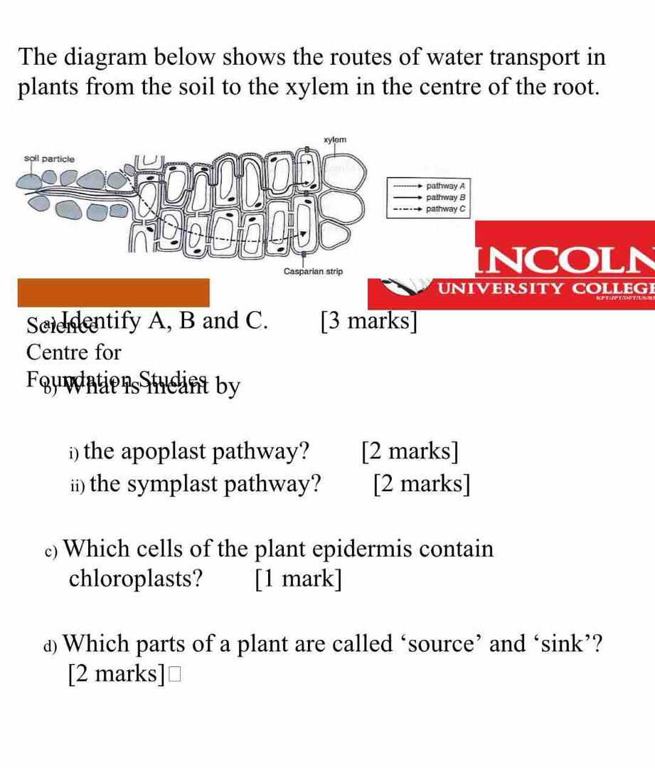 The diagram below shows the routes of water transport in 
plants from the soil to the xylem in the centre of the root. 
xylem 
soll particle 
pathway A 
pathway B 
pathway C 
Casparian strip 
INCOLN 
UNIVeRsITY COLleg 
Scienentify A, B and C. [3 marks] 
Centre for 
Fouwatiors nc nt by 
i) the apoplast pathway? [2 marks] 
ii) the symplast pathway? [2 marks] 
c) Which cells of the plant epidermis contain 
chloroplasts? [1 mark] 
£ Which parts of a plant are called ‘source’ and ‘sink’? 
[2 marks]≌