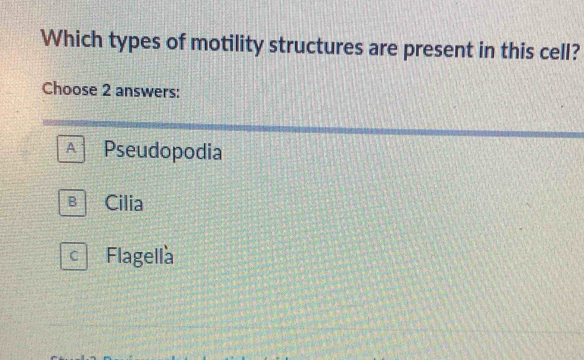 Which types of motility structures are present in this cell?
Choose 2 answers:
A Pseudopodia
B Cilia

C Flagella