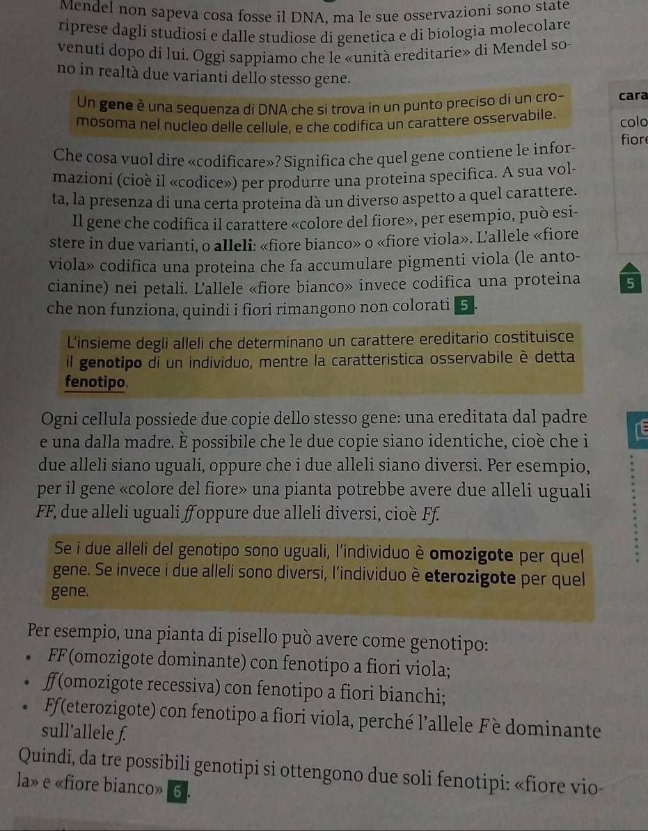 Mendel non sapeva cosa fosse il DNA, ma le sue osservazioni sono state
riprese dagli studiosi e dalle studiose di genetica e di biologia molecolare
venuti dopo di lui. Oggi sappiamo che le «unità ereditarie» di Mendel so-
no in realtà due varianti dello stesso gene.
Un gene è una sequenza di DNA che si trova in un punto preciso di un cro- cara
mosoma nel nucleo delle cellule, e che codifica un carattere osservabile. colo
Che cosa vuol dire «codificare»? Significa che quel gene contiene le infor-
fior
mazioni (cioè il «codice») per produrre una proteina specifica. A sua vol-
ta, la presenza di una certa proteina dà un diverso aspetto a quel carattere.
Il gene che codifica il carattere «colore del fiore», per esempio, può esi-
stere in due varianti, o alleli: «fiore bianco» o «fiore viola». Lallele «fiore
viola» codifica una proteina che fa accumulare pigmenti viola (le anto-
cianine) nei petali. Lallele «fiore bianco» invece codifica una proteina 5
che non funziona, quindi i fiori rimangono non colorati 5
L’insieme degli alleli che determinano un carattere ereditario costituisce
il genotipo di un individuo, mentre la caratteristica osservabile è detta
fenotipo.
Ogni cellula possiede due copie dello stesso gene: una ereditata dal padre
e una dalla madre. È possibile che le due copie siano identiche, cioè che i NE
due alleli siano uguali, oppure che i due alleli siano diversi. Per esempio,
per il gene «colore del fiore» una pianta potrebbe avere due alleli uguali
FF, due alleli uguali f oppure due alleli diversi, cioè Ff.
Se i due alleli del genotipo sono uguali, l'individuo è omozigote per quel
gene. Se invece i due alleli sono diversi, l'individuo è eterozigote per quel
gene.
Per esempio, una pianta di pisello può avere come genotipo:
FF (omozigote dominante) con fenotipo a fiori viola;
ff (omozigote recessiva) con fenotipo a fiori bianchi;
Ff(eterozigote) con fenotipo a fiori viola, perché l’allele Fè dominante
sull’allele f.
Quindi, da tre possibili genotipi si ottengono due soli fenotipi: «fiore vio-
la» e «fiore bianco» 6