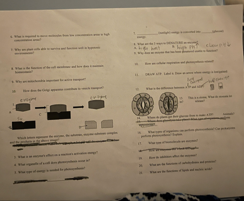 What is required to move molecules from low concentration areas to high 7._ energy. (sunlight) energy is converted into _(glucose)
concentration areas?
7. Why are plant cells able to survive and function well in hypotonic 8. What are the 3 ways to DENATURE an enzyme?
A.
B.
environments?
9. Why does an enzyme that has been denatured unable to function?
8. What is the function of the cell membrane and how does it maintain 10. How are cellular respiration and photosynthesis related?
homeostasis?
11. DRAW ATP. Label it. Draw an arrow where energy is lost/gained.
9. Why are mitochondria important for active transport?
10. How does the Golgi apparatus contribute to vesicle transport? What is the difference between ATP and ADP?
12,
. This is a stoma; What do stomata let
? release?
Animals?
14. Where do plants get their glucose from to make ATP?
15 Where does glycolysis take place? What type of organisms perform
glycolysis?
Which letters represent the enzyme, the substrate, enzyme-substrate complex 16. What types of organisms can perform photosynthesis? Can prokaryotes
and the products in the above image? perform photosynthesis? Explain.
yme work best 
17. What type of biomolecule are enzymes?
3. What is an enzyme's effect on a reaction's activation energy? 18. How are enzymes like a lock and key?
4. What organelle of a cell does photosynthesis occur in? 19. How do inhibitors affect the enzymes?
5. What type of energy is needed for photosynthesis? 20. What are the functions of carbohydrates and proteins?
21. What are the functions of lipids and nucleic acids?