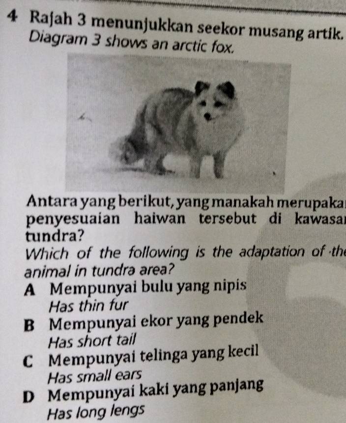 Rajah 3 menunjukkan seekor musang artik.
Diagram 3 shows an arctic fox.
Antara yang berikut, yang manakah merupaka!
penyesuaian haiwan tersebut di kawasar
tundra?
Which of the following is the adaptation of the
animal in tundra area?
A Mempunyai bulu yang nipis
Has thin fur
B Mempunyai ekor yang pendek
Has short tail
C Mempunyai telinga yang kecil
Has small ears
D Mempunyai kaki yang panjang
Has long lengs