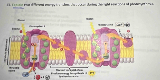 Explain two different energy transfers that occur during the light reactions of photosynthesis.
+2 by chemiasmosis