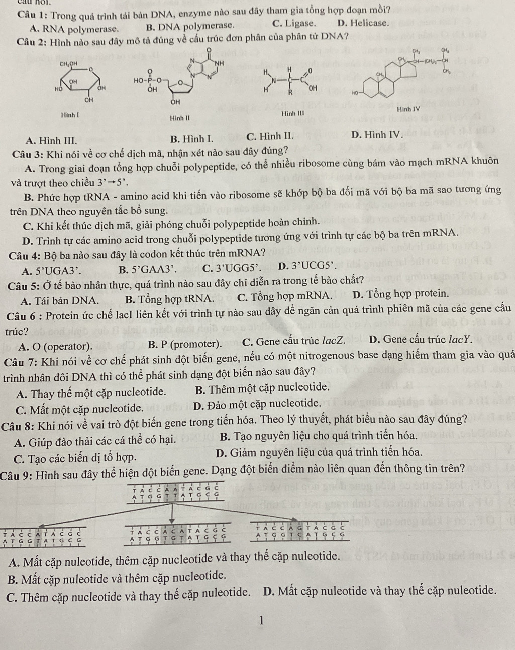 Trong quá trình tái bản DNA, enzyme nào sau đây tham gia tổng hợp đoạn mồi?
A. RNA polymerase. B. DNA polymerase. C. Ligase. D. Helicase.
Câu 2: Hình nào sau đây mô tả đúng về cấu trúc đơn phân của phân tử DNA?
CH₆OH o
QH
Hồ OH 
OH
Hình 1 Hình II
A. Hình III. B. Hình I. C. Hình II. D. Hình IV.
Câu 3: Khi nói về cơ chế dịch mã, nhận xét nào sau đây đúng?
A. Trong giai đoạn tổng hợp chuỗi polypeptide, có thể nhiều ribosome cùng bám vào mạch mRNA khuôn
và trượt theo chiều 3^,to 5^,.
B. Phức hợp tRNA - amino acid khi tiến vào ribosome sẽ khớp bộ ba đối mã với bộ ba mã sao tương ứng
trên DNA theo nguyên tắc bổ sung.
C. Khi kết thúc dịch mã, giải phóng chuỗi polypeptide hoàn chỉnh.
D. Trình tự các amino acid trong chuỗi polypeptide tương ứng với trình tự các bộ ba trên mRNA.
Câu 4: Bộ ba nào sau đây là codon kết thúc trên mRNA?
A. 5^,UGA3^, B. 5^,GAA3^,. C. 3^,UGG5^,. D. 3^,UCG5^,.
Câu 5: Ở tế bào nhân thực, quá trình nào sau đây chỉ diễn ra trong tế bào chất?
A. Tái bản DNA. B. Tổng hợp tRNA. C. Tổng hợp mRNA. D. Tổng hợp protein.
Câu 6 : Protein ức chế lacI liên kết với trình tự nào sau đây để ngăn cản quá trình phiên mã của các gene cấu
trúc?
A. O (operator). B. P (promoter). C. Gene cấu trúc lacZ. D. Gene cấu trúc lacY.
Câu 7: Khi nói về cơ chế phát sinh đột biến gene, nếu có một nitrogenous base dạng hiếm tham gia vào quá
trình nhân đôi DNA thì có thể phát sinh dạng đột biến nào sau đây?
A. Thay thế một cặp nucleotide. B. Thêm một cặp nucleotide.
C. Mất một cặp nucleotide. D. Đảo một cặp nucleotide.
Câu 8: Khi nói về vai trò đột biến gene trong tiến hóa. Theo lý thuyết, phát biểu nào sau đây đúng?
A. Giúp đào thải các cá thể có hại.  B. Tạo nguyên liệu cho quá trình tiến hóa.
C. Tạo các biến dị tổ hợp. D. Giảm nguyên liệu của quá trình tiến hóa.
Câu 9: Hình sau đây thể hiện đột biến gene. Dạng đột biến điểm nào liên quan đến thông tin trên?
G c G
A C C A C A A C G C A
A T G G G A G   1 c c A G T C G
C
G τ C A G C
A. Mất cặp nuleotide, thêm cặp nucleotide và thay thế cặp nuleotide.
B. Mất cặp nuleotide và thêm cặp nucleotide.
C. Thêm cặp nucleotide và thay thế cặp nuleotide. D. Mất cặp nuleotide và thay thế cặp nuleotide.
1