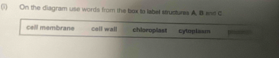 On the diagram use words from the box to label structures A. B and C
cell membrane cell wall chioropiast cytoplasm