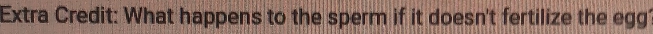 Extra Credit: What happens to the sperm if it doesn't fertilize the egg?