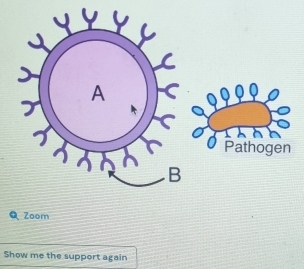 Pathogen 
Zoom 
Show me the support again