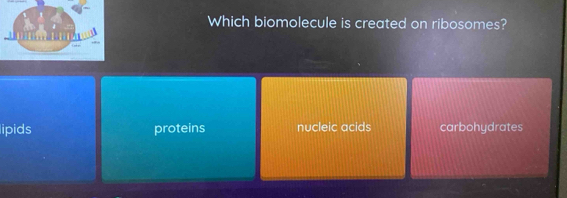 Which biomolecule is created on ribosomes?
lipids proteins nucleic acids carbohydrates