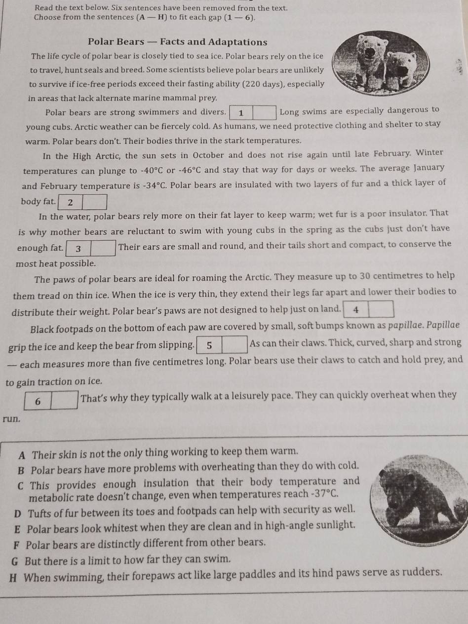 Read the text below. Six sentences have been removed from the text.
Choose from the sentences (A-H) to fit each gap (1-6)
Polar Bears — Facts and Adaptations
The life cycle of polar bear is closely tied to sea ice. Polar bears rely on the ice
to travel, hunt seals and breed. Some scientists believe polar bears are unlikely
to survive if ice-free periods exceed their fasting ability (220 days), especially
in areas that lack alternate marine mammal prey.
Polar bears are strong swimmers and divers. 1 Long swims are especially dangerous to
young cubs. Arctic weather can be fiercely cold. As humans, we need protective clothing and shelter to stay
warm. Polar bears don’t. Their bodies thrive in the stark temperatures.
In the High Arctic, the sun sets in October and does not rise again until late February. Winter
temperatures can plunge to -40°C or -46°C and stay that way for days or weeks. The average January
and February temperature is -34°C. Polar bears are insulated with two layers of fur and a thick layer of
body fat. 2
In the water, polar bears rely more on their fat layer to keep warm; wet fur is a poor insulator. That
is why mother bears are reluctant to swim with young cubs in the spring as the cubs just don't have
enough fat. 3 Their ears are small and round, and their tails short and compact, to conserve the
most heat possible.
The paws of polar bears are ideal for roaming the Arctic. They measure up to 30 centimetres to help
them tread on thin ice. When the ice is very thin, they extend their legs far apart and lower their bodies to
distribute their weight. Polar bear’s paws are not designed to help just on land. 4
Black footpads on the bottom of each paw are covered by small, soft bumps known as papillae. Papillae
grip the ice and keep the bear from slipping. 5 As can their claws. Thick, curved, sharp and strong
— each measures more than five centimetres long. Polar bears use their claws to catch and hold prey, and
to gain traction on ice.
6 That’s why they typically walk at a leisurely pace. They can quickly overheat when they
run.
A Their skin is not the only thing working to keep them warm.
B Polar bears have more problems with overheating than they do with cold.
C This provides enough insulation that their body temperature and
metabolic rate doesn’t change, even when temperatures reach -37°C.
D Tufts of fur between its toes and footpads can help with security as well.
E Polar bears look whitest when they are clean and in high-angle sunlight.
F Polar bears are distinctly different from other bears.
G But there is a limit to how far they can swim.
H When swimming, their forepaws act like large paddles and its hind paws serve as rudders.