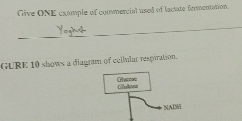 Give ONE example of commercial used of lactate fermentation. 
GURE 10 shows a diagram of cellular respiration. 
Glucose 
Glukosa 
NADH