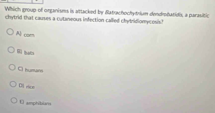 Which group of organisms is attacked by Batrachochytrium dendrobatidis, a parasitic
chytrid that causes a cutaneous infection called chytridiomycosis?
A) corn
B) bats
C) humans
D) rice
E amphibians