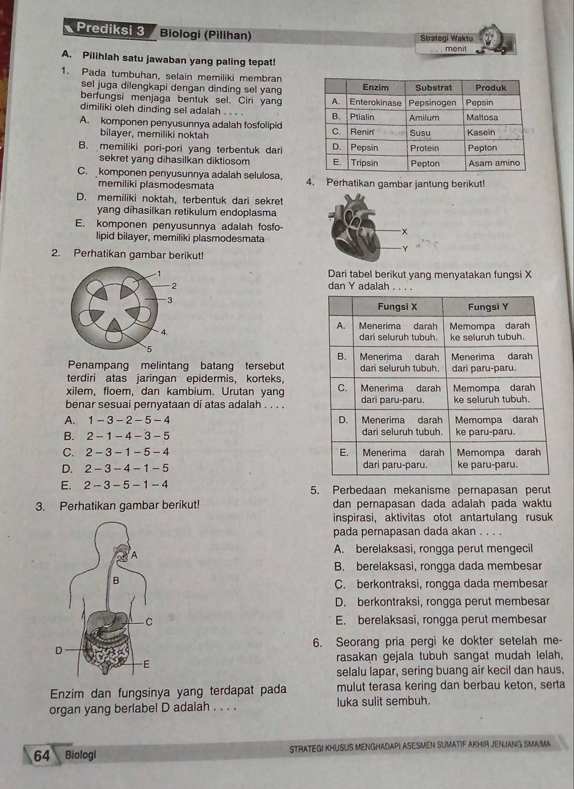 a Prediksi 3 Biologi (Pilihan)
Strategi Waktu
menit
A. Pilihlah satu jawaban yang paling tepat!
1. Pada tumbuhan, selain memiliki membran
sel juga dilengkapi dengan dinding sel yang
berfungsi menjaga bentuk sel. Ciri yang
dimiliki oleh dinding sel adalah_ . .
A. komponen penyusunnya adalah fosfolipid
bilayer, memiliki noktah
B. memiliki pori-pori yang terbentuk dari
sekret yang dihasilkan diktiosom
C. komponen penyusunnya adalah selulosa, 4. Perhatikan gambar jantung berikut!
memiliki plasmodesmata
D. memiliki noktah, terbentuk dari sekret
yang dihasilkan retikulum endoplasma
E. komponen penyusunnya adalah fosfo-
lipid bilayer, memiliki plasmodesmata
2. Perhatikan gambar berikut!
Dari tabel berikut yang menyatakan fungsi X
dan Y adalah . . . .
Fungsi X Fungsi Y
A. Menerima darah Memompa darah
dari seluruh tubuh. ke seluruh tubuh.
B. Menerima darah Menerima darah
Penampang melintang batang tersebut dari seluruh tubuh. dari paru-paru.
terdiri atas jaringan epidermis， korteks,
C.  Menerima darah
xilem, floem, dan kambium. Urutan yang Memompa darah
benar sesuai pernyataan dí atas adalah . . . . dari paru-paru. ke seluruh tubuh.
A. 1-3-2-5-4 D.  Menerima darah Memompa darah
B. 2-1-4-3-5 dari seluruh tubuh. ke paru-paru.
C. 2-3-1-5-4 E. Menerima darah Memompa darah
D. 2-3-4-1-5 dari paru-paru. ke paru-paru.
E. 2-3-5-1-4 5. Perbedaan mekanisme pernapasan perut
3. Perhatikan gambar berikut! dan pernapasan dada adalah pada waktu
inspirasi, aktivitas otot antartulang rusuk
pada pernapasan dada akan . . . .
A. berelaksasi, rongga perut mengecil
B. berelaksasi, rongga dada membesar
C. berkontraksi, rongga dada membesar
D. berkontraksi, rongga perut membesar
E. berelaksasi, rongga perut membesar
6. Seorang pria pergi ke dokter setelah me-
rasakan gejala tubuh sangat mudah lelah,
selalu lapar, sering buang air kecil dan haus,
Enzim dan fungsinya yang terdapat pada mulut terasa kering dan berbau keton, serta
organ yang berlabel D adalah . . . . luka sulit sembuh.
64 Biologi STRATEG! KHUSUS MENGHADAPI ASESMEN SUMATIF AKHIR JENJANG SMA/MA