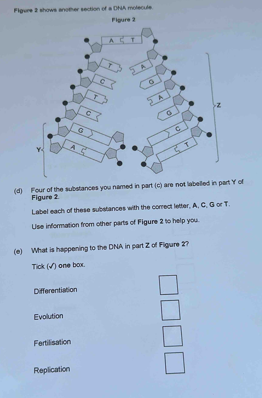 Figure 2 shows another section of a DNA molecule.
Figure 2
(d) Four of the substances you named in part (c) are not labelled Y of
Figure 2.
Label each of these substances with the correct letter, A, C, G or T.
Use information from other parts of Figure 2 to help you.
(e) What is happening to the DNA in part Z of Figure 2?
Tick (√) one box.
Differentiation
Evolution
Fertilisation
Replication