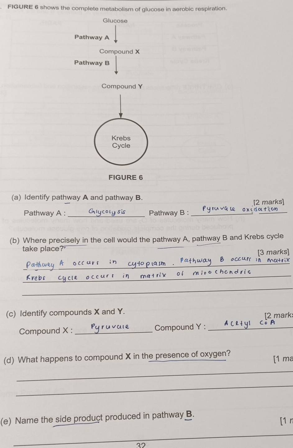 FIGURE 6 shows the complete metabolism of glucose in aerobic respiration. 
Glucose 
Pathway A 
Compound X
Pathway B 
Compound Y
Krebs 
Cycle 
FIGURE 6 
(a) Identify pathway A and pathway B. 
[2 marks] 
Pathway A : _Pathway B :_ 
_ 
(b) Where precisely in the cell would the pathway A, pathway B and Krebs cycle 
take place? 
[3 marks] 
_ 
_ 
_ 
(c) Identify compounds X and Y. 
[2 mark 
Compound X : _Compound Y :_ 
(d) What happens to compound X in the presence of oxygen? 
[1 ma 
_ 
_ 
(e) Name the side product produced in pathway B. [1 r 
_