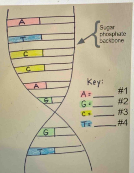 ugar 
hosphate 
ackbone 
_ 
#1 
# 2
_ 
# 3
_ 
# 4