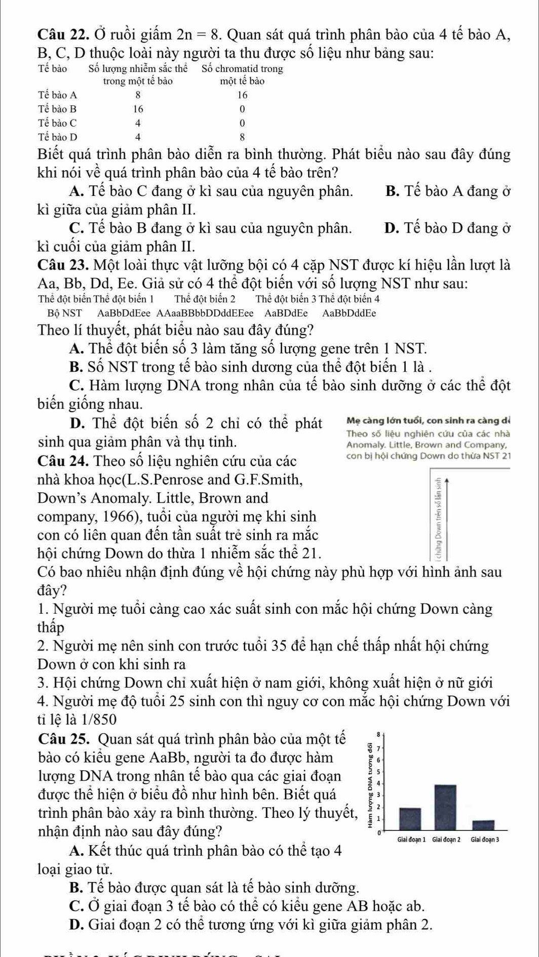 Ở ruồi giấm 2n=8. Quan sát quá trình phân bào của 4 tế bào A,
B, C, D thuộc loài này người ta thu được số liệu như bảng sau:
Tế bào Số lượng nhiễm sắc thể Số chromatid trong
trong một tế bào một tế bào
Tế bào A 8 16
Tế bào B 16 0
Tế bào C 4 0
Tế bào D 4 8
Biết quá trình phân bào diễn ra bình thường. Phát biểu nào sau đây đúng
khi nói về quá trình phân bào của 4 tế bào trên?
A. Tế bào C đang ở kì sau của nguyên phân. B. Tế bào A đang ở
kì giữa của giảm phân II.
C. Tế bào B đang ở kì sau của nguyên phân. D. Tế bào D đang ở
kì cuối của giảm phân II.
Câu 23. Một loài thực vật lưỡng bội có 4 cặp NST được kí hiệu lần lượt là
Aa, Bb, Dd, Ee. Giả sử có 4 thể đột biển với số lượng NST như sau:
Thể đột biến Thể đột biến 1 Thể đột biến 2 Thể đột biến 3 Thể đột biến 4
Bộ NST AaBbDdEee AAaaBBbbDDddEEee AaBDdEe AaBbDddEe
Theo lí thuyết, phát biểu nào sau đây đúng?
A. Thể đột biến số 3 làm tăng số lượng gene trên 1 NST.
B. Số NST trong tế bào sinh dương của thể đột biến 1 là .
C. Hàm lượng DNA trong nhân của tế bào sinh dưỡng ở các thể đột
biến giống nhau.
D. Thể đột biển số 2 chỉ có thể phát Mẹ càng lớn tuổi, con sinh ra càng dề
Theo số liệu nghiên cứu của các nhà
sinh qua giảm phân và thụ tinh. Anomaly. Little, Brown and Company,
Câu 24. Theo số liệu nghiên cứu của các con bị hội chứng Down do thừa NST 21
nhà khoa học(L.S.Penrose and G.F.Smith,
Down’s Anomaly. Little, Brown and
company, 1966), tuổi của người mẹ khi sinh
con có liên quan đến tần suất trẻ sinh ra mắc
hội chứng Down do thừa 1 nhiễm sắc thể 21.
Có bao nhiêu nhận định đúng về hội chứng này phù hợp với hình ảnh sau
đây?
1. Người mẹ tuổi càng cao xác suất sinh con mắc hội chứng Down càng
thấp
2. Người mẹ nên sinh con trước tuổi 35 để hạn chế thấp nhất hội chứng
Down ở con khi sinh ra
3. Hội chứng Down chỉ xuất hiện ở nam giới, không xuất hiện ở nữ giới
4. Người mẹ độ tuổi 25 sinh con thì nguy cơ con mắc hội chứng Down với
ti lệ là 1/850
Câu 25. Quan sát quá trình phân bào của một tế
bào có kiểu gene AaBb, người ta đo được hàm
lượng DNA trong nhân tế bào qua các giai đoạn 
được thể hiện ở biểu đồ như hình bên. Biết quá
trình phân bào xảy ra bình thường. Theo lý thuyết
nhận định nào sau đây đúng?
A. Kết thúc quá trình phân bào có thể tạo 4
loại giao tử.
B. Tế bào được quan sát là tế bào sinh dưỡng.
C. Ở giai đoạn 3 tế bào có thể có kiểu gene AB hoặc ab.
D. Giai đoạn 2 có thể tương ứng với kì giữa giảm phân 2.