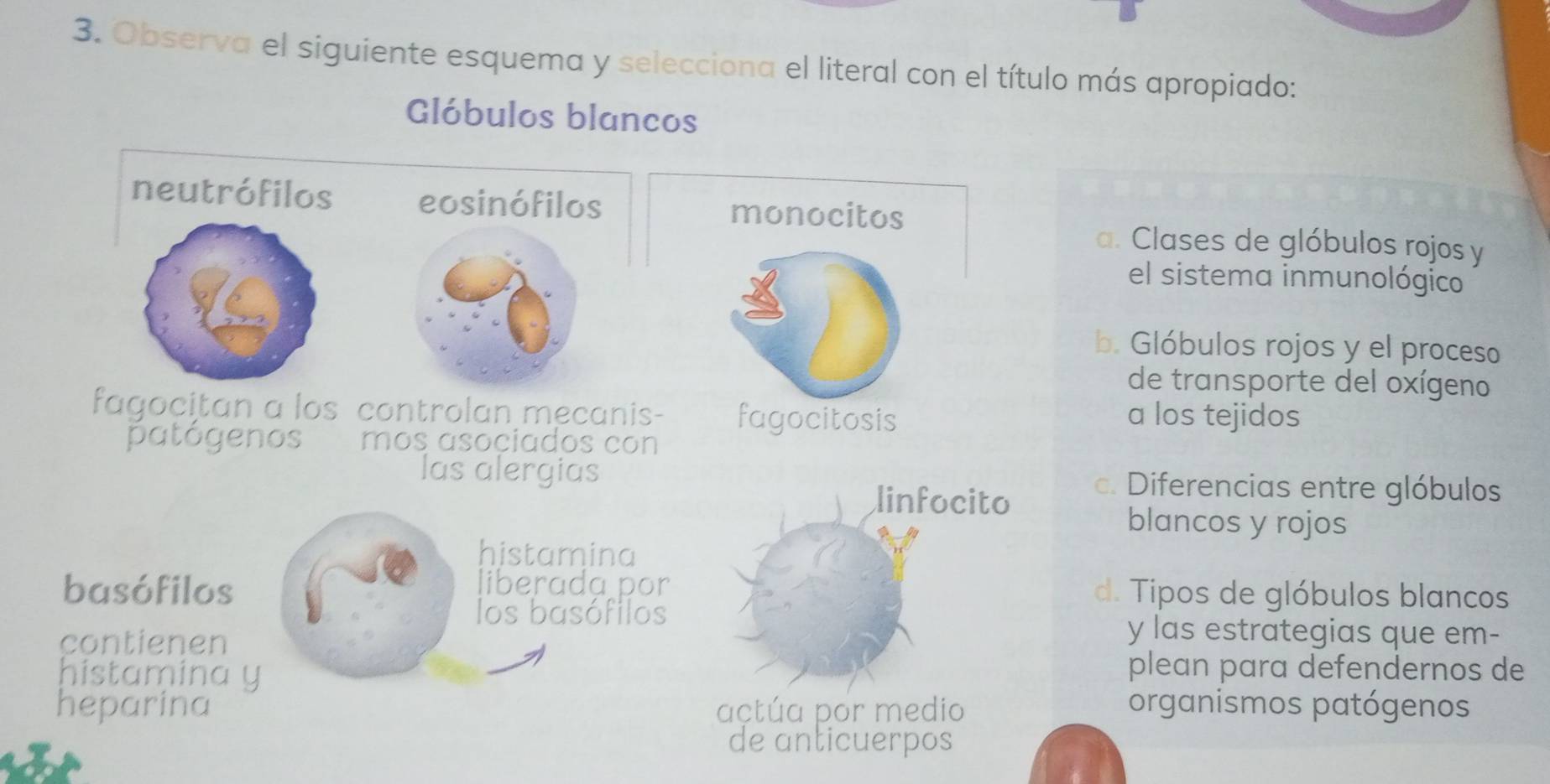 Observa el siguiente esquema y selecciona el literal con el título más apropiado:
Glóbulos blancos
neutrófilos eosinófilos monocitos
a. Clases de glóbulos rojos y
el sistema inmunológico
b. Glóbulos rojos y el proceso
de transporte del oxígeno
fagocitan a los controlan mecanis- fagocitosis a los tejidos
patógenos mos asociados con
las alergias c. Diferencias entre glóbulos
linfocito
blancos y rojos
histamina
liberada por
basófilos d. Tipos de glóbulos blancos
los basófilos y las estrategias que em-
contienen
histamina y
plean para defendernos de
heparina actúa por medio organismos patógenos
de anticuerpos