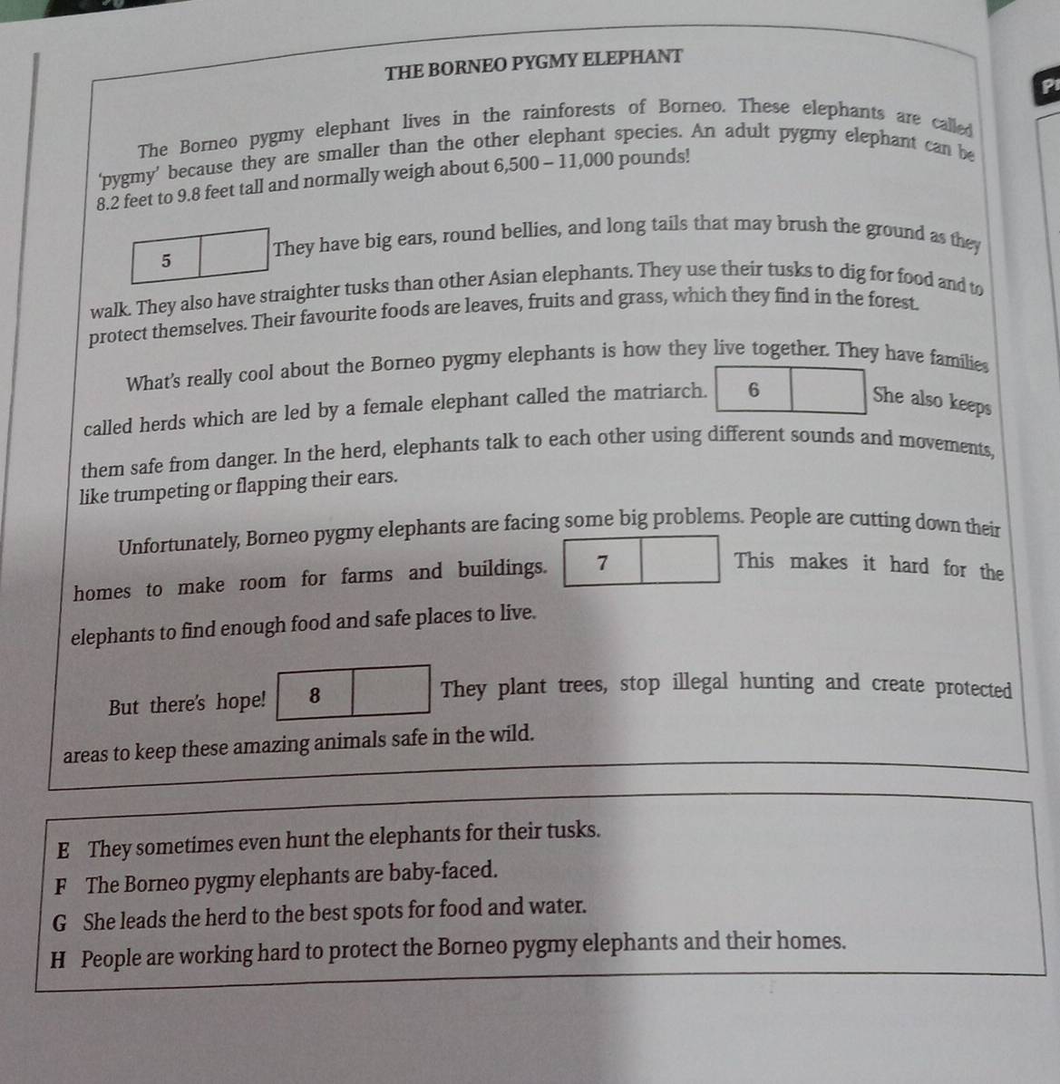 THE BORNEO PYGMY ELEPHANT 
Pi 
The Borneo pygmy elephant lives in the rainforests of Borneo. These elephants are called 
'pygmy' because they are smaller than the other elephant species. An adult pygmy elephant can be
8.2 feet to 9.8 feet tall and normally weigh about 6,500 - 11,000 pounds! 
5 
They have big ears, round bellies, and long tails that may brush the ground as they 
walk. They also have straighter tusks than other Asian elephants. They use their tusks to dig for food and to 
protect themselves. Their favourite foods are leaves, fruits and grass, which they find in the forest. 
What's really cool about the Borneo pygmy elephants is how they live together. They have familie 
called herds which are led by a female elephant called the matriarch. 6 
She also keeps 
them safe from danger. In the herd, elephants talk to each other using different sounds and movements, 
like trumpeting or flapping their ears. 
Unfortunately, Borneo pygmy elephants are facing some big problems. People are cutting down their 
homes to make room for farms and buildings. 7 
This makes it hard for the 
elephants to find enough food and safe places to live. 
But there's hope! 8 
They plant trees, stop illegal hunting and create protected 
areas to keep these amazing animals safe in the wild. 
E They sometimes even hunt the elephants for their tusks. 
F The Borneo pygmy elephants are baby-faced. 
G She leads the herd to the best spots for food and water. 
H People are working hard to protect the Borneo pygmy elephants and their homes.