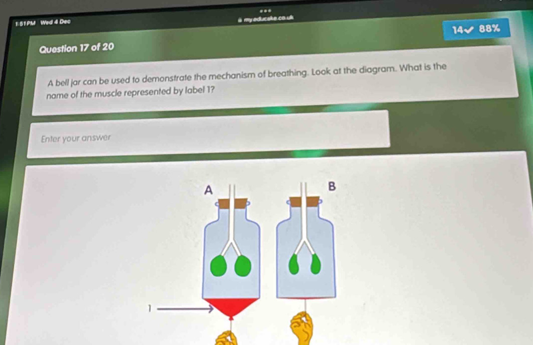 ... 
1:51PM Wed 4 Dec 
à my educake.co.uk 
14√ 88% 
Question 17 of 20 
A bell jar can be used to demonstrate the mechanism of breathing. Look at the diagram. What is the 
name of the muscle represented by label 1? 
Enter your answer