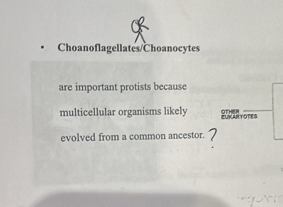 Choanoflagellates/Choanocytes 
are important protists because 
multicellular organisms likely OTHER 
EUKARYOTES 
evolved from a common ancestor.