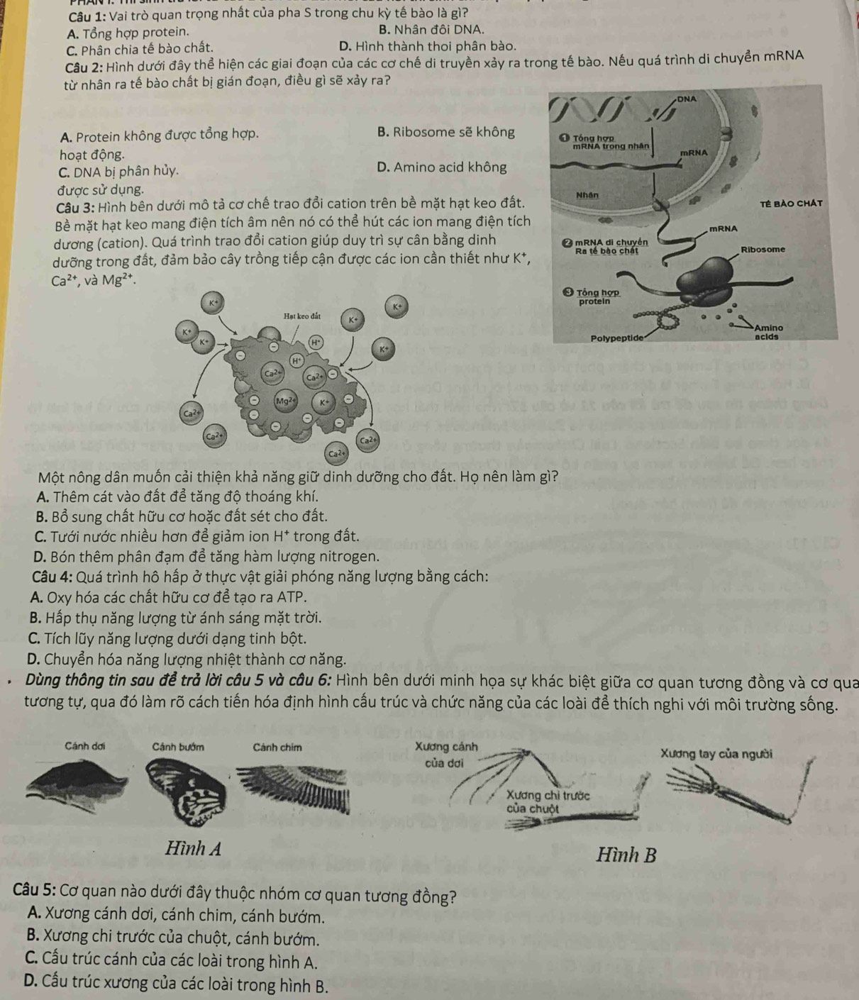 Vai trò quan trọng nhất của pha S trong chu kỳ tế bào là gì?
A. Tổng hợp protein. B. Nhân đôi DNA.
C. Phân chia tế bào chất. D. Hình thành thoi phân bào.
Câu 2: Hình dưới đây thể hiện các giai đoạn của các cơ chế di truyền xảy ra trong tế bào. Nếu quá trình di chuyển mRNA
từ nhân ra tế bào chất bị gián đoạn, điều gì sẽ xảy ra?
A. Protein không được tổng hợp. B. Ribosome sẽ không
hoạt động.
C. DNA bị phân hủy. D. Amino acid không
được sử dụng.
Câu 3: Hình bên dưới mô tả cơ chế trao đổi cation trên bề mặt hạt keo đất.
Bề mặt hạt keo mang điện tích âm nên nó có thể hút các ion mang điện tích
dương (cation). Quá trình trao đổi cation giúp duy trì sự cân bằng dinh 
dưỡng trong đất, đảm bảo cây trồng tiếp cận được các ion cần thiết như K†,
Ca^(2+) , và Mg^(2+).
Một nông dân muốn cải thiện khả năng giữ dinh dưỡng cho đất. Họ nên làm gì?
A. Thêm cát vào đất để tăng độ thoáng khí.
B. Bổ sung chất hữu cơ hoặc đất sét cho đất.
C. Tưới nước nhiều hơn đề giảm ion H^+ trong đất.
D. Bón thêm phân đạm để tăng hàm lượng nitrogen.
Câu 4: Quá trình hô hấp ở thực vật giải phóng năng lượng bằng cách:
A. Oxy hóa các chất hữu cơ để tạo ra ATP.
B. Hấp thụ năng lượng từ ánh sáng mặt trời.
C. Tích lũy năng lượng dưới dạng tinh bột.
D. Chuyển hóa năng lượng nhiệt thành cơ năng.
Dùng thông tin sau để trẻ lời câu 5 và câu 6: Hình bên dưới minh họa sự khác biệt giữa cơ quan tương đồng và cơ qua
tương tự, qua đó làm rõ cách tiến hóa định hình cấu trúc và chức năng của các loài để thích nghi với môi trường sống.
Cánh dơi Cánh bướm Cánh chím 
Hình A
Câu 5: Cơ quan nào dưới đây thuộc nhóm cơ quan tương đồng?
A. Xương cánh dơi, cánh chim, cánh bướm.
B. Xương chi trước của chuột, cánh bướm.
C. Cấu trúc cánh của các loài trong hình A.
D. Cầu trúc xương của các loài trong hình B.