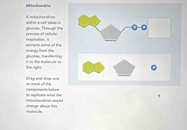 Mitochondria 
A mitochondrion 
within a cell takes in 
glucose. Through the 
process of cellular 
respiration, it 
extracts some of the 
energy from the 
glucose, transferring 
it to the molecule to 
the right. 

Drag and drop one 
or more of the 
components below 
to replicate what the 
mitochondrion would 
change about this 
molecule.