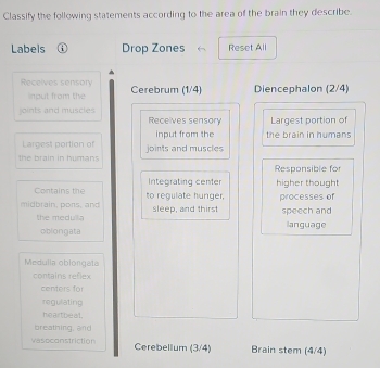 Classify the following statements according to the area of the brain they describe. 
Labels i Drop Zones Reset All 
Receives sensory Cerebrum (1/4) Diencephalon (2/4)
input from the 
joints and muscies Receives sensory Largest portion of 
input from the 
Largest portion of the brain in humans 
the brain in humans joints and muscles 
Responsible for 
Integrating center higher thought 
Contains the to regulate hunger. 
midrain, pons, and sleep, and thirst processes of speech and 
the medulla language 
oblongata 
Medulia oblorgata 
contains reflex 
centers for 
regulating 
heartbeal. 
breathing, and 
Vasoconstrictión Cerebellum (3/4) Brain stem (4/4)