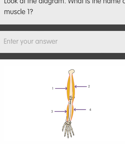 Look at the alagram. What is the name a 
muscle 1? 
Enter your answer