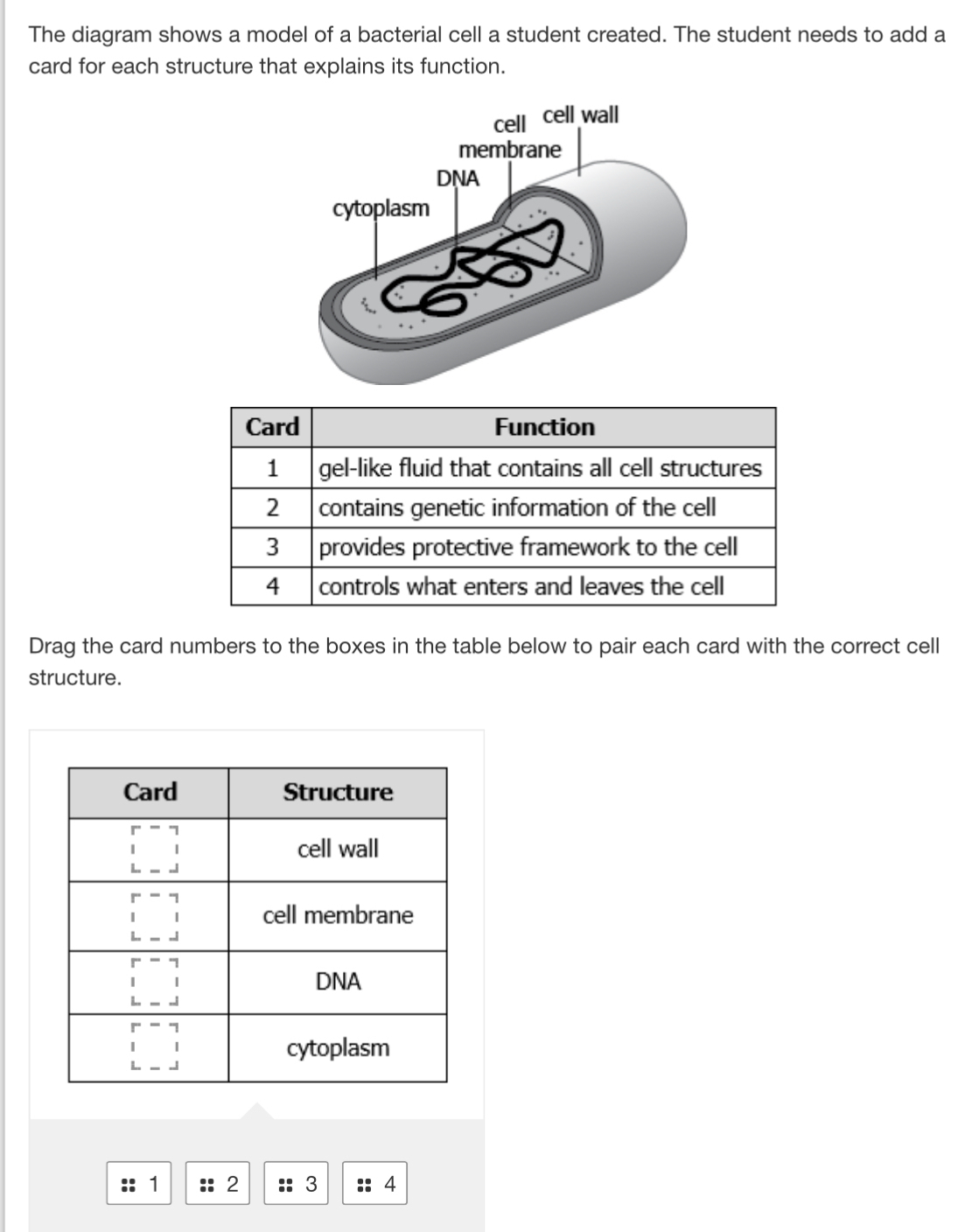 Solved: The diagram shows a model of a bacterial cell a student created ...