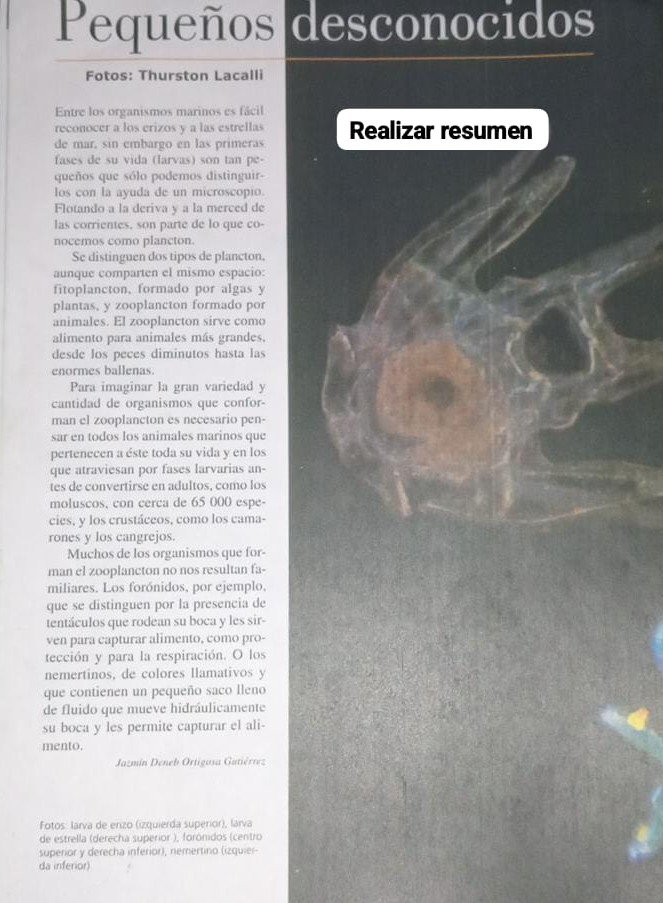 Pequeños desconocidos
Fotos: Thurston Lacalli
Entre los organismos marinos es fácil
reconocer a los erizos y a las estrellas
de mar, sin embargo en las primeras Realizar resumen
fases de su vida (larvas) son tan pe-
queños que sólo podemos distinguir-
los con la ayuda de un microscopio.
Flotando a la deriva y a la merced de
las corrientes, son parte de lo que co-
nocemos como plancton.
Se distinguen dos tipos de plancton.
aunque comparten el mismo espacio:
fitoplancton, formado por algas y
plantas, y zooplancton formado por
animales. El zooplancton sirve como
alimento para animales más grandes.
desde los peces diminutos hasta las
enormes ballenas.
Para imaginar la gran variedad y
cantidad de organismos que confor-
man el zooplancton es necesario pen-
sar en todos los animales marinos que
pertenecen a éste toda su vida y en los
que atraviesan por fases larvarias an-
tes de convertirse en adultos, como los
moluscos, con cerca de 65 000 espe-
cies, y los crustáceos, como los cama-
rones y los cangrejos.
Muchos de los organismos que for-
man el zooplancton no nos resultan fa-
miliares. Los forónidos, por ejemplo,
que se distinguen por la presencia de
tentáculos que rodean su boca y les sir-
ven para capturar alimento, como pro-
tección y para la respiración. O los
nemertinos, de colores llamativos y
que contienen un pequeño saco Ileno
de fluido que mueve hidráulicamente
su boca y les permite capturar el ali-
mento.
Jazmín Deneb Ortigosa Gutiérrez
Fotos: larva de erizo (izquierda superior), larva
de estrella (derecha superior ), forónidos (centro
superior y derecha inferior), nemertino (izquier
da inferior)