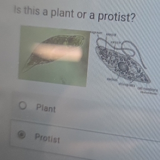 Is this a plant or a protist? 
celme intions 
Plant 
Protist