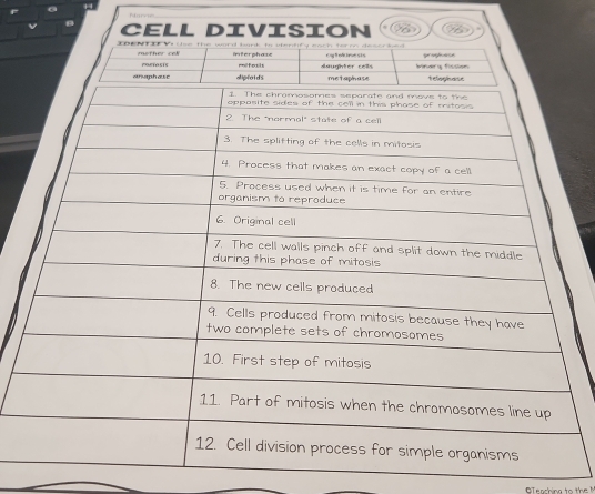 =ary== 
CeLl DIvision