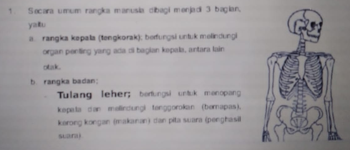 Secara umum rangka manusia dibagi menjadi 3 bagian, 
yalu 
a. rangka kəpala (tengkorak); berfungsi untuk melindungi 
organ penting yang ada di bagian kepala, antara lain 
otak. 
b. rangka badan; 
Tulang leher; berfungsi untuk manopang 
kepala dan melindungi tenggorokan (bernapas). 
kerong kongan (makanan) dan pita suara (penghasil 
suara)