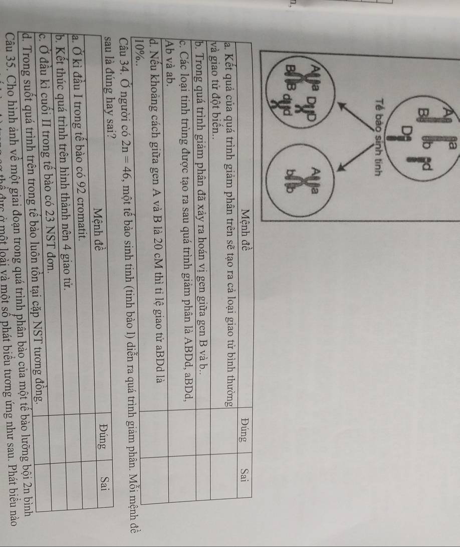 a
n,
h đề Đúng Sai
a. Kết quả của quá trình giảm phân trên sẽ tạo ra cả loại giao tử bình thường
và giao tử đột biển..
b. Trong quá trình giảm phân đã xảy ra hoán vị gen giữa gen B và b..
c. Các loại tinh trùng được tạo ra sau quá trình giảm phân là ABDd, aBDd,
Ab và ab.
d. Nếu khoảng cách giữa gen A và B là 20 cM thì tỉ lệ giao tử aBDd là
10%..
Câu 34. Ở người có 2n=46 , một tế bào sinh tinh (tinh bào l) diễn ra quá trình giảm phân. Mỗi mệnh đề
Câu 35. Cho hình ảnh về một giai đoạn trong quá trình p
thể đực ở một loài và một số phát biểu tương ứng như sau. Phát biểu nào