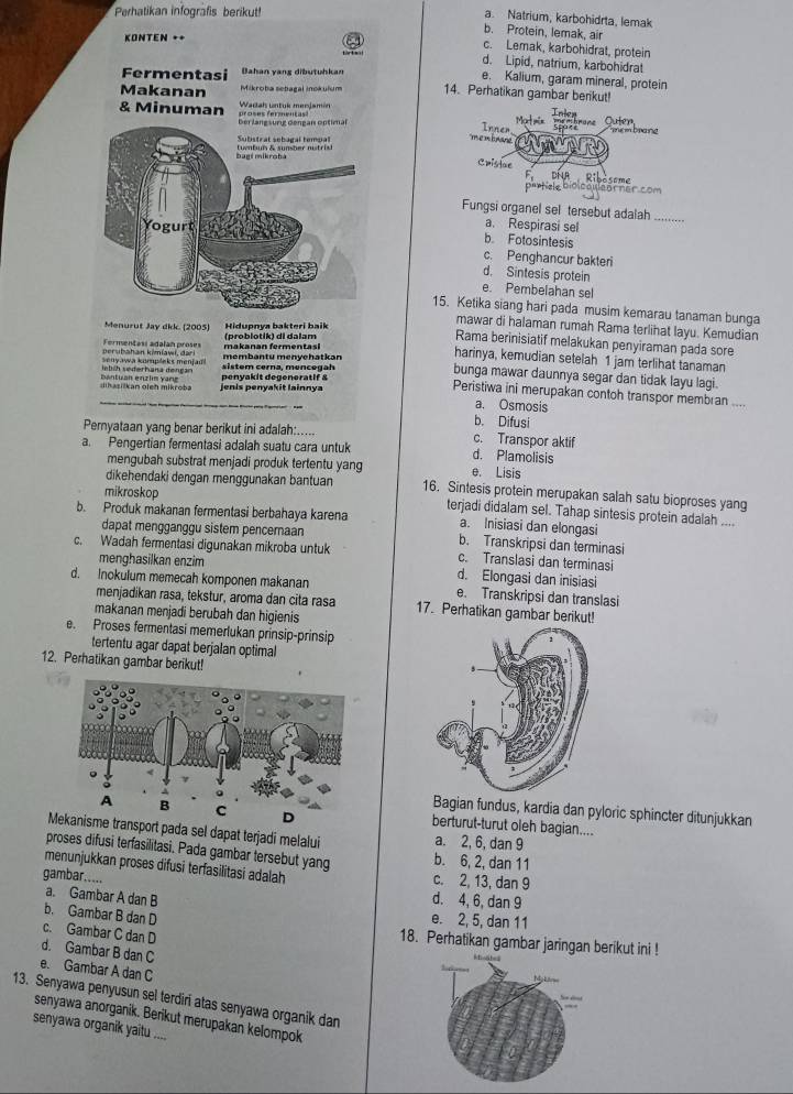 Perhatikan infografis berikut!
a. Natrium, karbohidrta, lemak
b. Protein, lemak, air
KONTEN ++
c. Lemak, karbohidrat, protein
d. Lipid, natrium, karbohidrat
Fermentasi Bahan yang dibutuhkan
e. Kalium, garam mineral, protein
Makanan Mikroba sebagal inokulum 14. Perhatikan gambar berikut!
Wadah untuk menjamin
& Minuman proses fermentas! Mort min  hrane  Oute 
Ber lang surg Gengan optimal     n  tane 
e m h mane Inner
Substrat sebagal tempal Lunti& sunsher nstri
Cristae
phatiere Biolo i teor ner.com
Fungsi organel sel tersebut adalah
ogur
a. Respirasi sel
_
b. Fotosintesis
c. Penghancur bakteri
d. Sintesis protein
e. Pembelahan sel
15. Ketika siang hari pada musim kemarau tanaman bunga
Hidupnya bakteri baik
mawar di halaman rumah Rama terlihat layu. Kemudian
Menürut Jav dkk. (2005) (problotik) di dalam
Rama berinisiatif melakukan penyiraman pada sore
perubahan kimiawi, dari Fermentasi adalan proses makanan fermentasi
lebih sederhana dengan senyawa kompleks menjad!  sistem cerna, mencegah membantu menyehatkan
harinya, kemudian setelah 1 jam terlihat tanaman
bunga mawar daunnya segar dan tidak layu lagi.
dihasilkan oleh mikroba bantuan enzlin yang jenis penyakit lainnya penyakit degeneratif &
Peristiwa ini merupakan contoh transpor membran
a. Osmosis
b. Difusi
Peryataan yang benar berikut ini adalah:..... c. Transpor aktif
a. Pengertian fermentasi adalah suatu cara untuk d. Plamolisis
mengubah substrat menjadi produk tertentu yang e. Lisis
dikehendaki dengan menggunakan bantuan 16. Sintesis protein merupakan salah satu bioproses yang
mikroskop terjadi didalam sel. Tahap sintesis protein adalah ....
b. Produk makanan fermentasi berbahaya karena a. Inisiasi dan elongasi
dapat mengganggu sistem penceraan b. Transkripsi dan terminasi
c. Wadah fermentasi digunakan mikroba untuk c. Translasi dan terminasi
menghasilkan enzim d. Elongasi dan inisiasi
d. Inokulum memecah komponen makanan e. Transkripsi dan translasi
menjadikan rasa, tekstur, aroma dan cita rasa 17. Perhatikan gambar berikut!
makanan menjadi berubah dan higienis
e. Proses fermentasi memerlukan prinsip-prinsip
tertentu agar dapat berjalan optimal
12. Perhatikan gambar berikut!
Bagian fundus, kardia dan pyloric sphincter ditunjukkan
berturut-turut oleh bagian....
Mt pada sel dapat terjadi melalui a. 2, 6, dan 9
proses difusi terfasilitasi. Pada gambar tersebut yang b. 6, 2, dan 11
menunjukkan proses difusi terfasilitasi adalah
gambar.....
c. 2, 13, dan 9
a. Gambar A dan B
d. 4, 6, dan 9
b. Gambar B dan D
e. 2, 5, dan 11
c. Gambar C dan D
18. Perhatikan gambar jaringan berikut ini !
d. Gambar B dan C
e. Gambar A dan C
13. Senyawa penyusun sel terdiri atas senyawa organik dan
=
senyawa anorganik. Berikut merupakan kelompok
senyawa organik yaitu ....