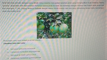 Jeruk Jaël atew pomeln dennen nama ümah Gims moyma mennaian tenaman ierís wiru menohasilkən buoh terbesar. Nama
''pomelo'' disarankan öleh Kementerian Pertanian karena jeruk ini zidak ada kaitannya desgan Provm Bah Bobet bua jeruk ba
brisa mencapai 1-2 kg. Deging buahnya berbulir dengan warna merah-oranye dan rasa yang cenderung terara manis bercampun
asam dan seclkit gear.
(Jawaban šebiḥ dəvi satu) Pennyataan yang sepat serkail jeruk bali adalah ..
à termäsk tambuhan monokeni
merupakan tumbohan angiospermae
c termawak ke daïam génus Civ
d. merupakan tumbulan gymnospermae