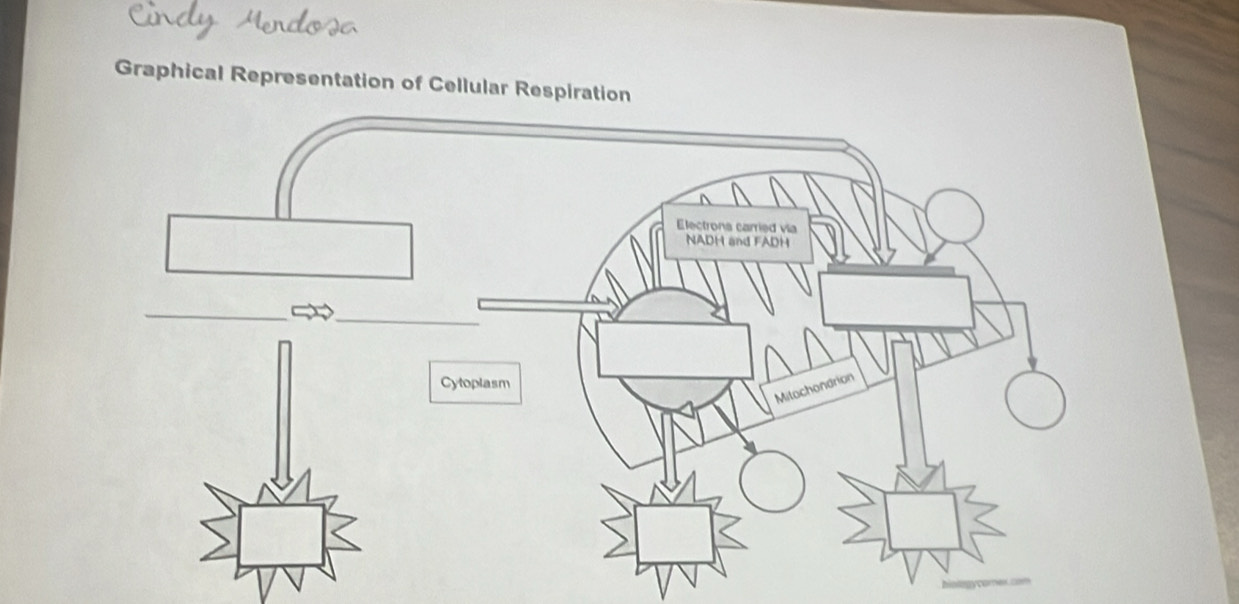 Graphical Representation of Cellular Respirat