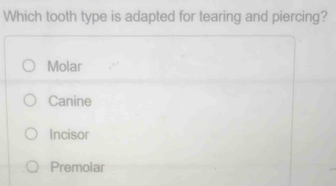 Which tooth type is adapted for tearing and piercing?
Molar
Canine
Incisor
Premolar