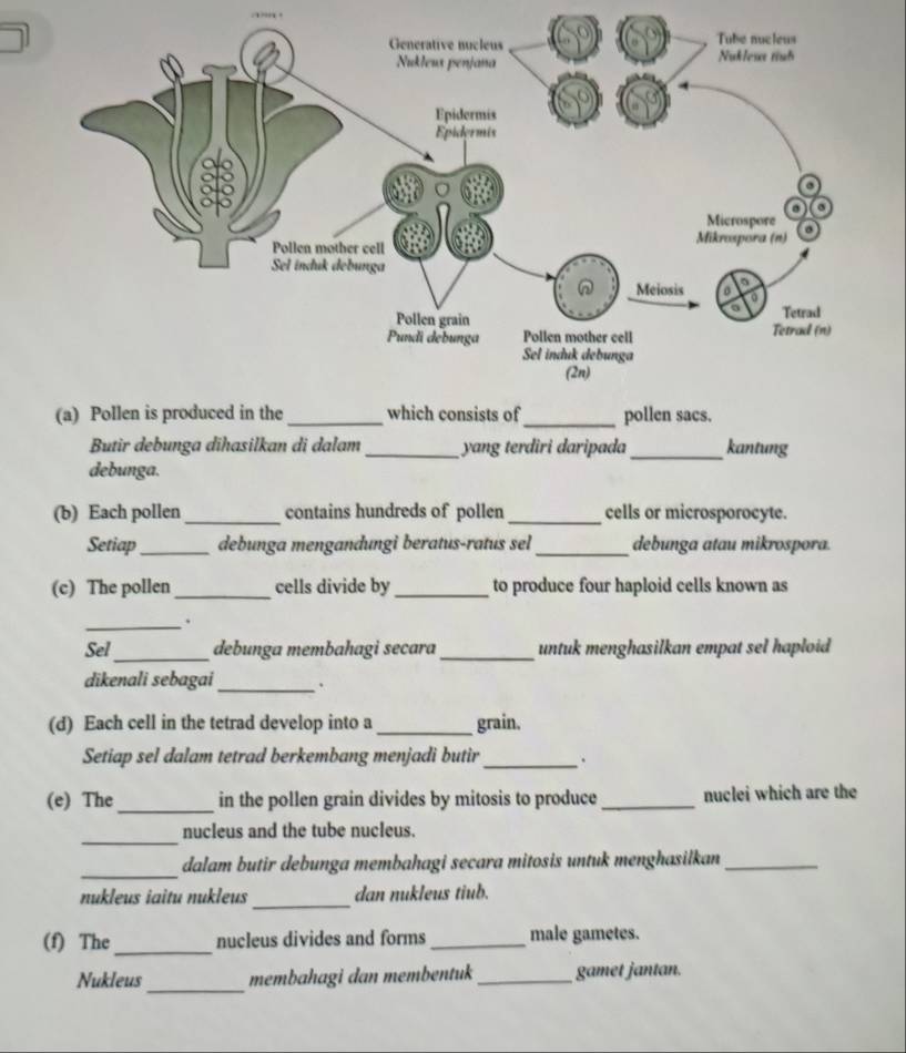 Butir debunga dihasilkan di dalam _yang terdiri daripada_ kantung 
debunga. 
(b) Each pollen _contains hundreds of pollen _cells or microsporocyte. 
Setiap _debunga mengandungi beratus-ratus sel _debunga atau mikrospora. 
(c) The pollen_ cells divide by_ to produce four haploid cells known as 
_. 
Sel_ debunga membahagi secara _untuk menghasilkan empat sel haploid 
dikenali sebagai _、 
(d) Each cell in the tetrad develop into a _grain. 
Setiap sel dalam tetrad berkembang menjadi butir_ . 
(e) The_ in the pollen grain divides by mitosis to produce _nuclei which are the 
_ 
nucleus and the tube nucleus. 
_ 
dalam butir debunga membahagi secara mitosis untuk menghasilkan_ 
nukleus iaitu nukleus_ dan nukleus tiub. 
(f) The_ nucleus divides and forms _male gametes. 
_ 
Nukleus membahagi dan membentuk _gamet jantan.