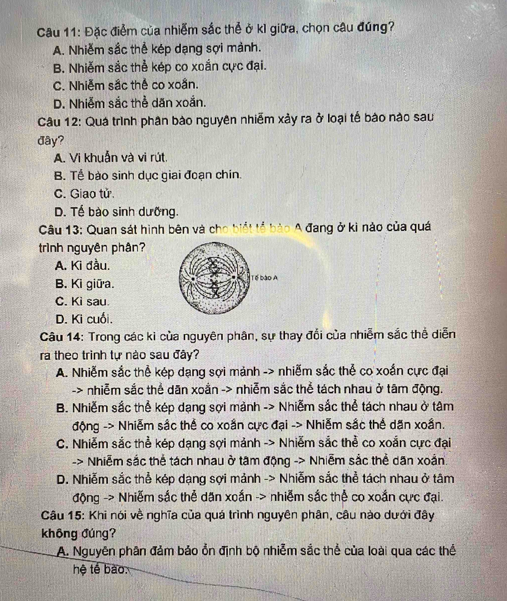 Đặc điểm của nhiễm sắc thể ở kì giữa, chọn câu đúng?
A. Nhiễm sắc thể kép dạng sợi mảnh.
B. Nhiễm sắc thể kép co xoắn cực đại.
C. Nhiễm sắc thể co xoắn.
D. Nhiễm sắc thể dăn xoắn.
Câu 12: Quá trình phân bào nguyên nhiễm xảy ra ở loại tế bào nào sau
đây?
A. Vi khuẫn và vi rút.
B. Tế bào sinh dục giai đoạn chín.
C. Giao tử.
D. Tế bào sinh dưỡng.
Câu 13: Quan sát hình bên và cho biết tổ bảo A đang ở kì nào của quá
trình nguyên phân?
A. Ki đầu.
B. Ki giữa.
C. Kì sau.
D. Ki cuối.
Câu 14: Trong các kì của nguyên phân, sự thay đổi của nhiễm sắc thể diễn
ra theo trinh tự nào sau đây?
A. Nhiễm sắc thể kép dạng sợi mảnh -> nhiễm sắc thể co xoắn cực đại
-> nhiễm sắc thể dãn xoắn -> nhiễm sắc thể tách nhau ở tâm động.
B. Nhiễm sắc thể kép dạng sợi mảnh -> Nhiễm sắc thể tách nhau ở tâm
động -> Nhiễm sắc thể co xoắn cực đại -> Nhiễm sắc thể dãn xoắn.
C. Nhiễm sắc thể kép dạng sợi mảnh -> Nhiễm sắc thể co xoắn cực đại
-> Nhiễm sắc thể tách nhau ờ tâm động -> Nhiễm sắc thể dân xoản.
D. Nhiễm sắc thể kép dạng sợi mảnh -> Nhiễm sắc thể tách nhau ở tâm
động -> Nhiễm sắc thể dăn xoắn -> nhiễm sắc thể co xoắn cực đại.
Câu 15: Khi nói về nghĩa của quá trình nguyên phân, câu nào dưới đây
không đúng?
A. Nguyên phân đảm bảo ổn định bộ nhiễm sắc thể của loài qua các thế
hệ tế bào.