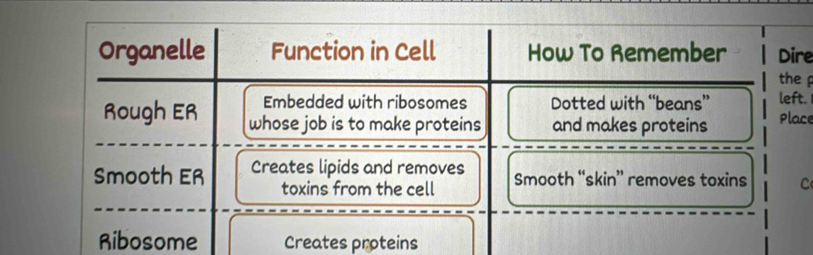 re 
e 
t. 
ce 
C 
Creates proteins