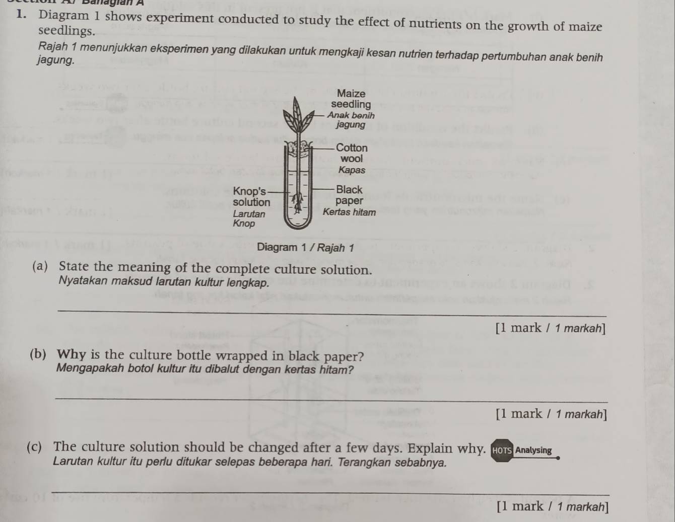 Banagían A 
1. Diagram 1 shows experiment conducted to study the effect of nutrients on the growth of maize 
seedlings. 
Rajah 1 menunjukkan eksperimen yang dilakukan untuk mengkaji kesan nutrien terhadap pertumbuhan anak benih 
jagung. 
Diagram 1 / Rajah 1 
(a) State the meaning of the complete culture solution. 
Nyatakan maksud larutan kultur lengkap. 
_ 
[l mark / 1 markah] 
(b) Why is the culture bottle wrapped in black paper? 
Mengapakah botol kultur itu dibalut dengan kertas hitam? 
_ 
[l mark / 1 markah] 
(c) The culture solution should be changed after a few days. Explain why. Hors Analysing 
Larutan kultur itu perlu ditukar selepas beberapa hari. Terangkan sebabnya. 
_ 
[l mark / 1 markah]