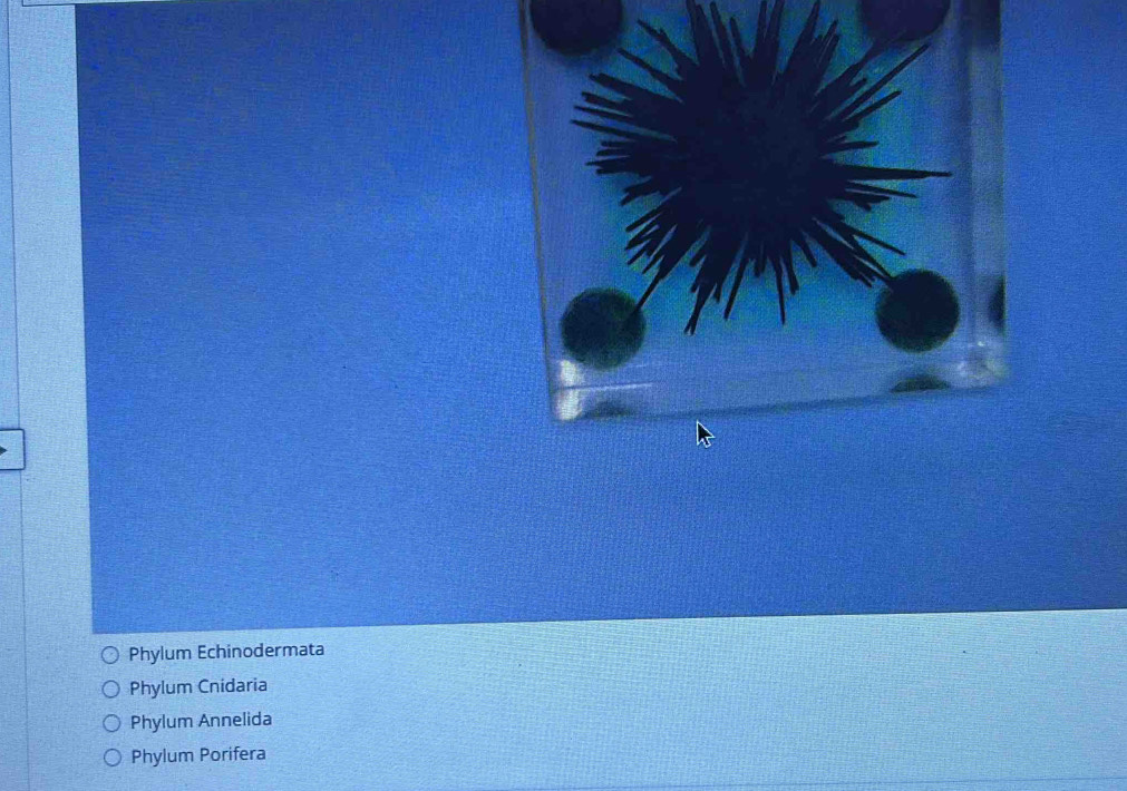 Solved: Phylum Echinodermata Phylum Cnidaria Phylum Annelida Phylum ...