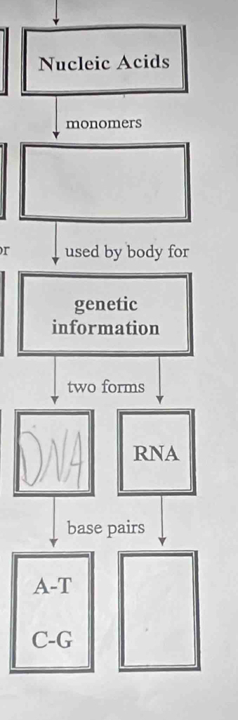 Nucleic Acids
monomers
r used by body for
genetic
information
two forms
RNA
base pairs
A-T
C-G