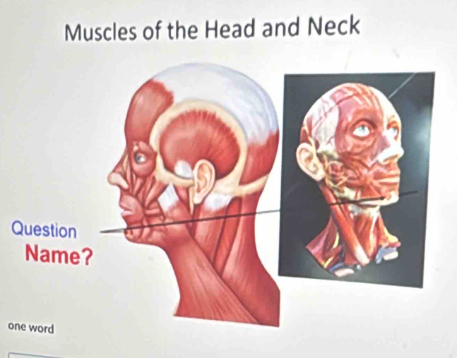 Muscles of the Head and Neck 
Q 
o