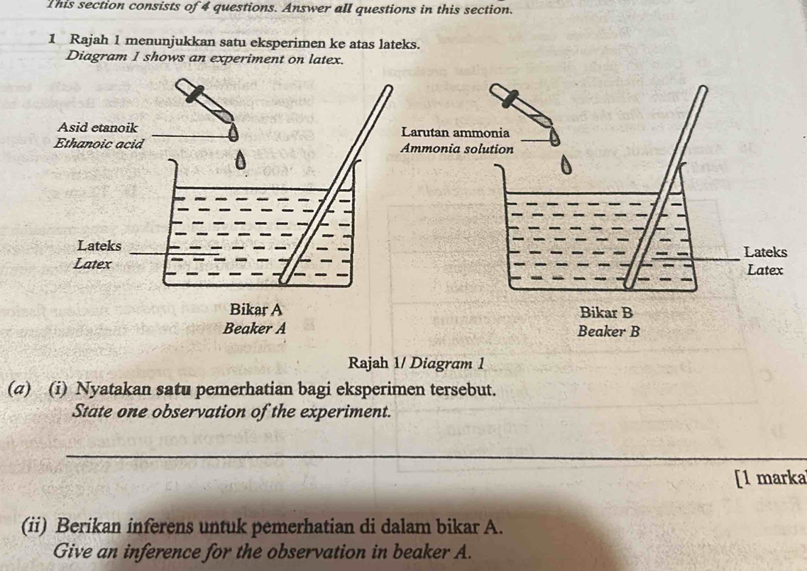 This section consists of 4 questions. Answer all questions in this section. 
1 Rajah 1 menunjukkan satu eksperimen ke atas lateks. 
Diagram I shows an experiment on latex. 
arutan ammonia 
mmonia solution 
Lateks 
Latex 
Bikar B 
Beaker B 
Rajah 1/ Diagram 1 
(a) (i) Nyatakan satu pemerhatian bagi eksperimen tersebut. 
State one observation of the experiment. 
_ 
[l marka 
(ii) Berikan inferens untuk pemerhatian di dalam bikar A. 
Give an inference for the observation in beaker A.