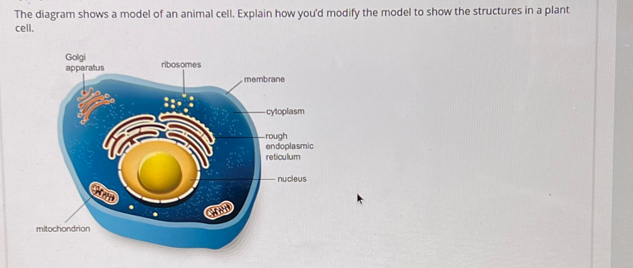 Solved: The diagram shows a model of an animal cell. Explain how you'd ...