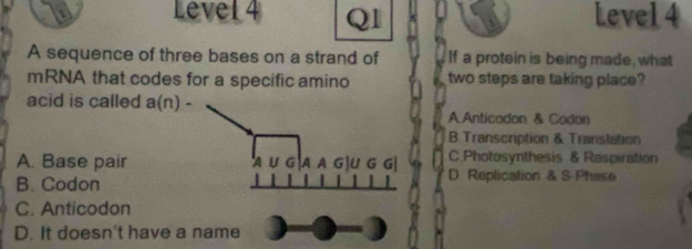 Level 4 Level 4
A sequence of three bases on a strand of If a protein is being made, what
mRNA that codes for a specific amino two steps are taking place?
acid is called a(n)- A Anticodon & Codon
B. Transcription & Translation
A. Base pair A A G|U G G| C.Photosynthesis & Raspiration
A U G
B. Codon D Replication & S-Phase
C. Anticodon
D. It doesn't have a name